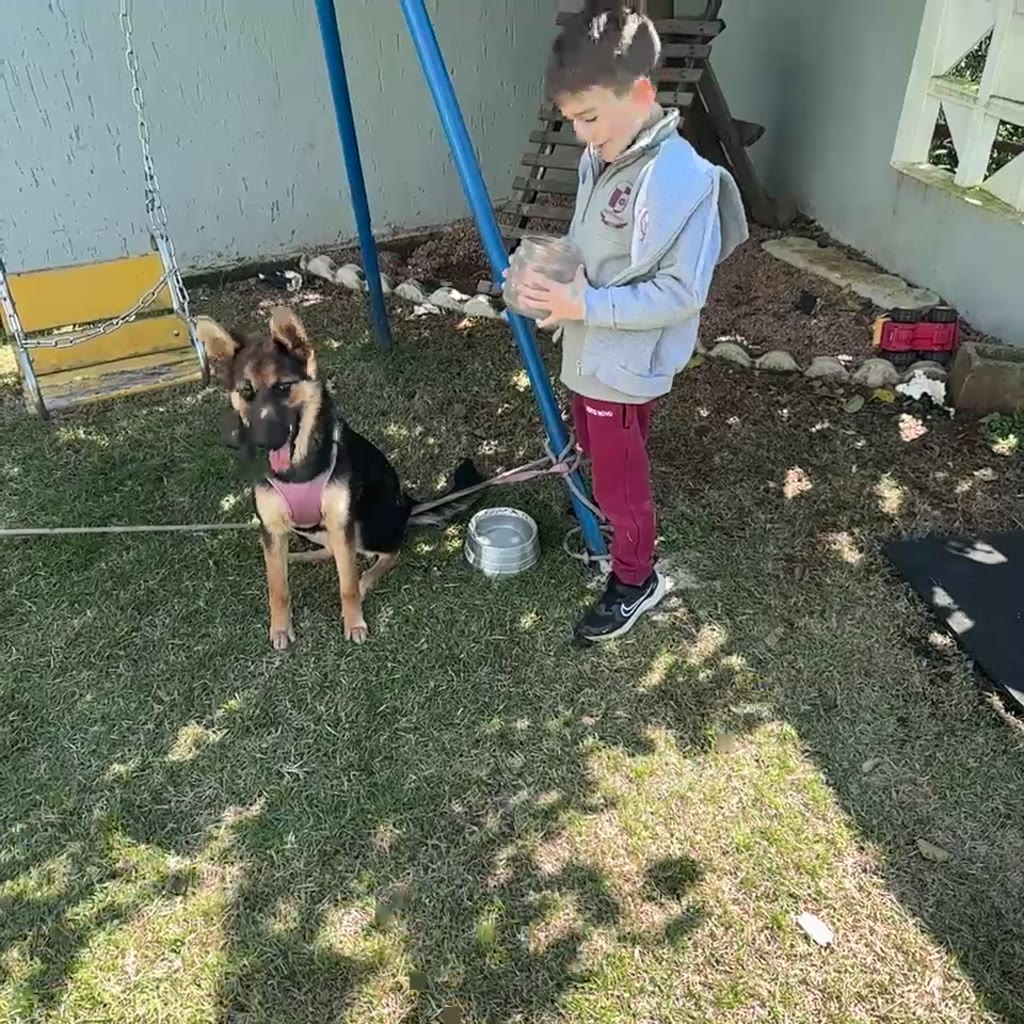 Cuidado com animal