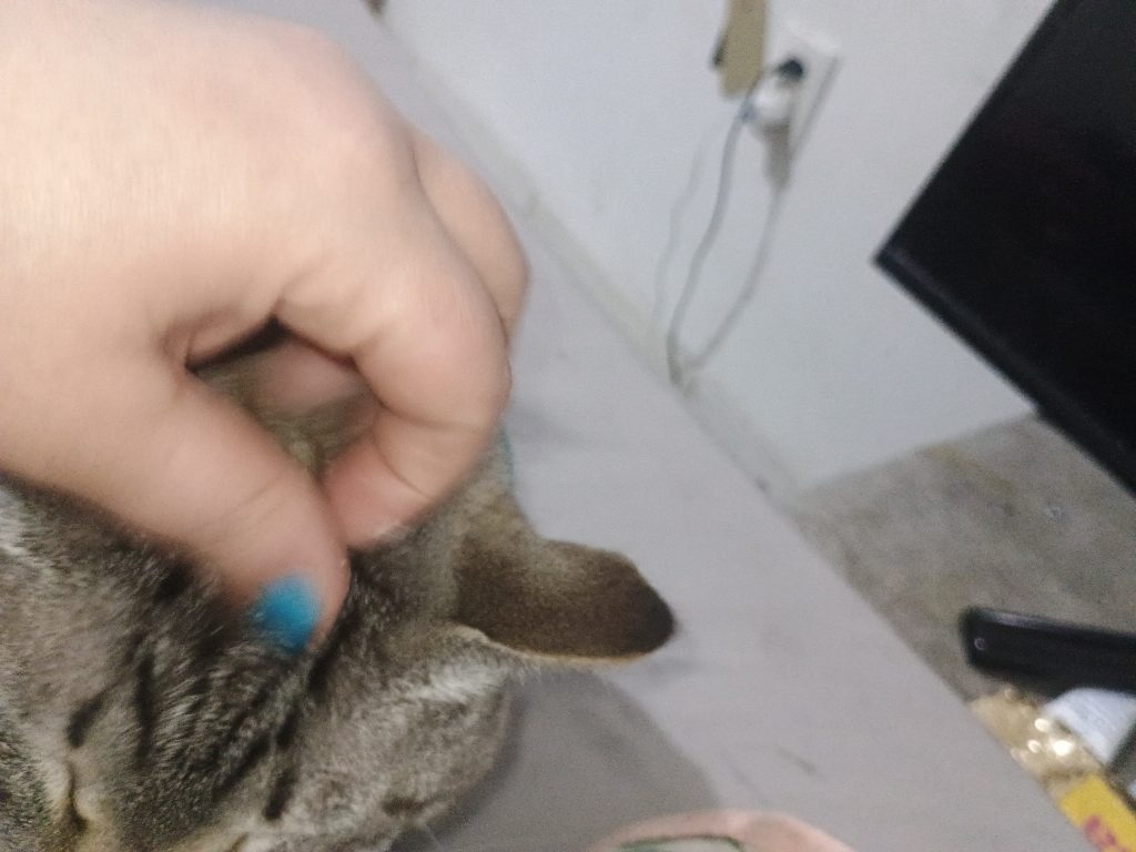 Cuidado com animal