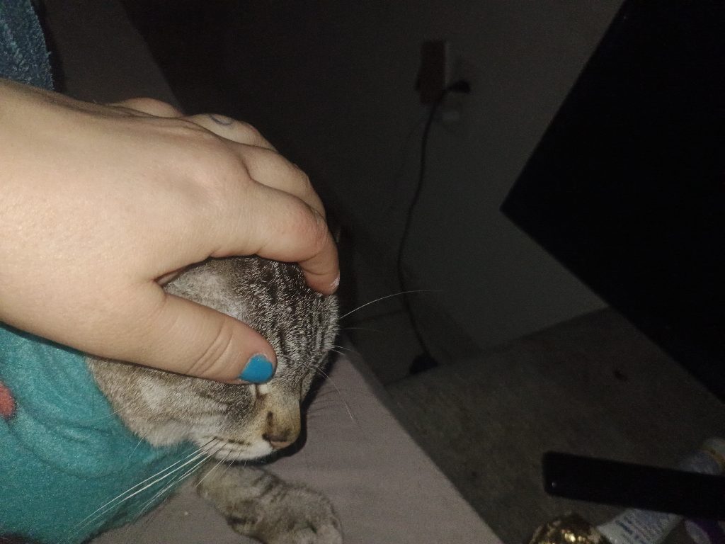 Cuidado com animal