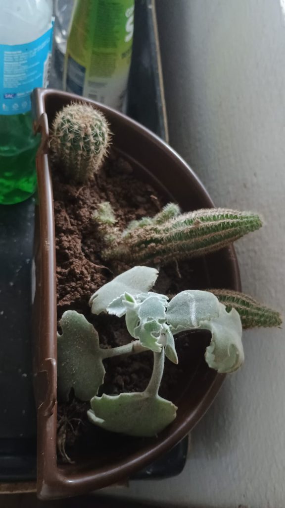 Plantio