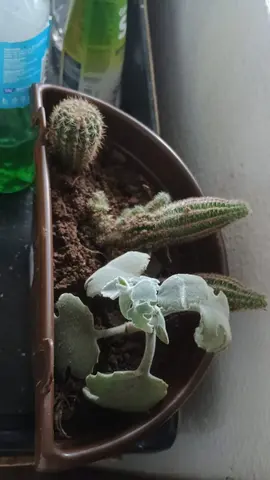 Plantio