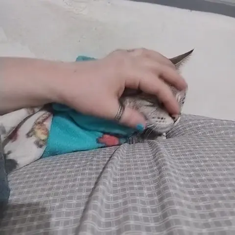 Cuidado com animal