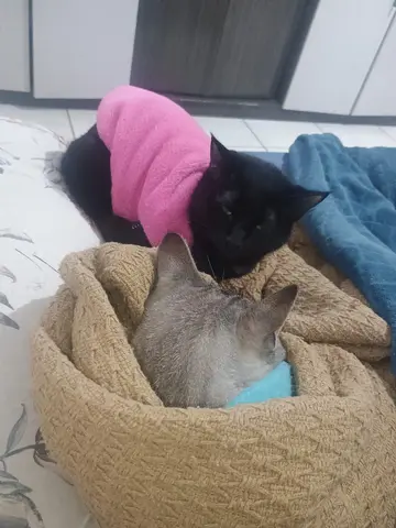 Cuidado com animal