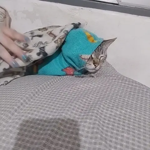 Cuidado com animal