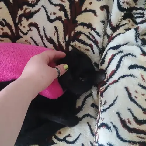 Cuidado com animal