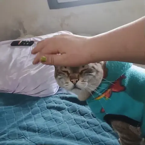 Cuidado com animal