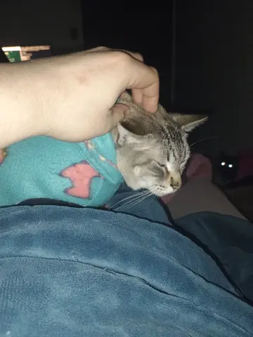Cuidado com animal