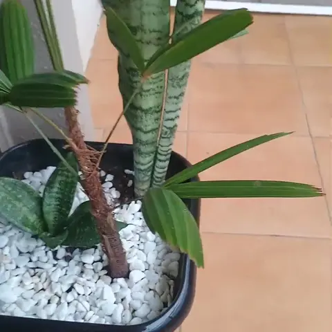 Cuidado com animal
